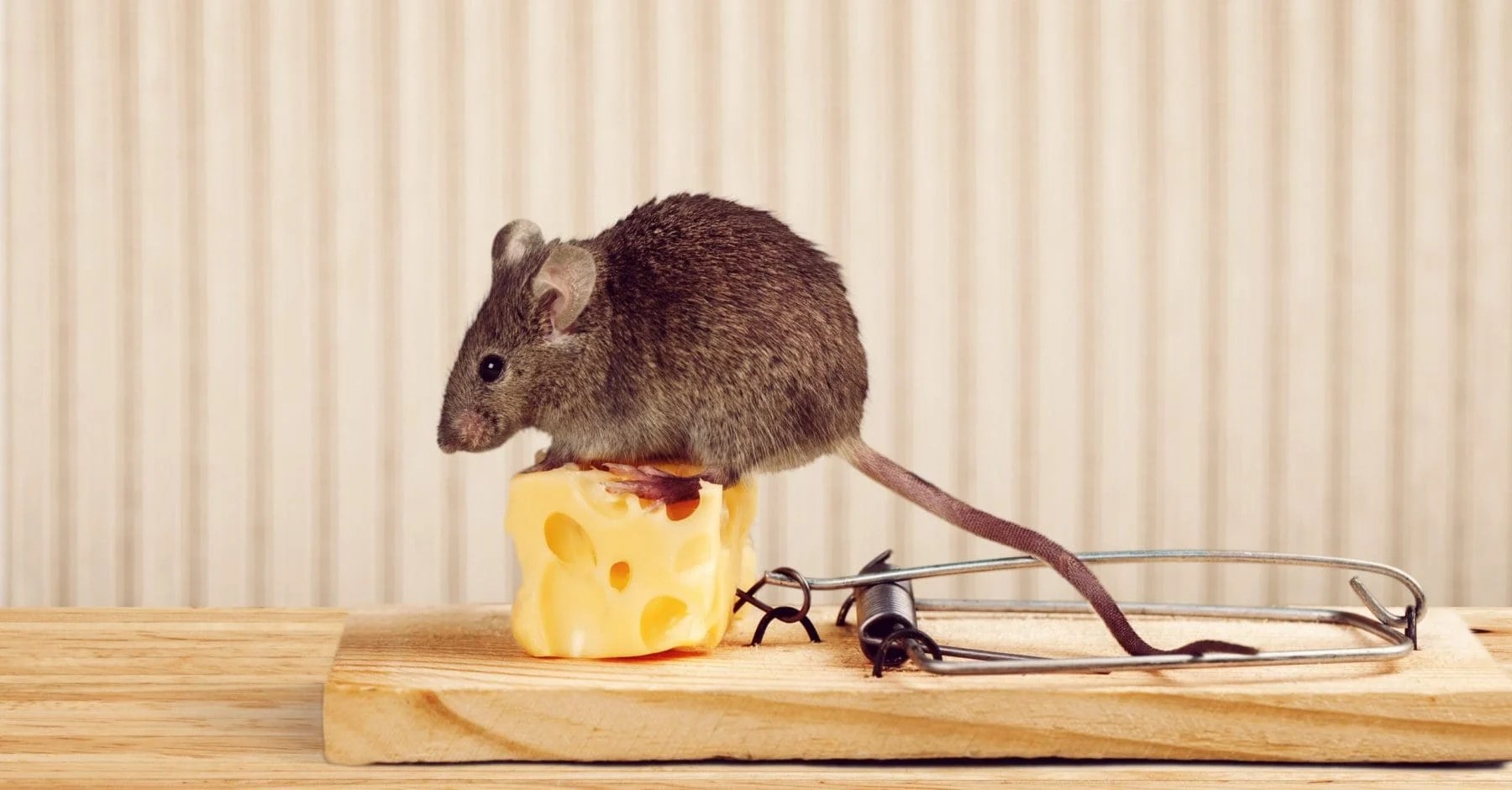 Best Ways to Get Rid of Mice Prevent Pest Control