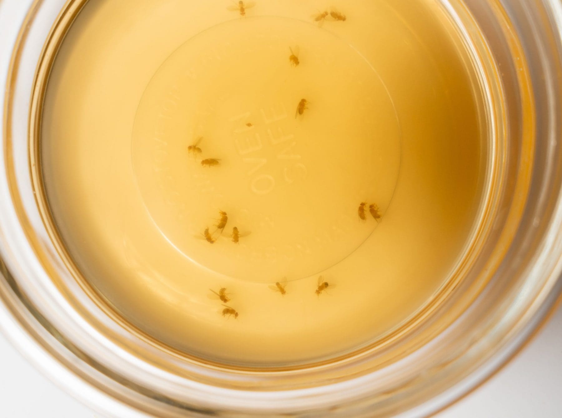How Can I Keep Fruit Flies Away From My Kitchen? Blog