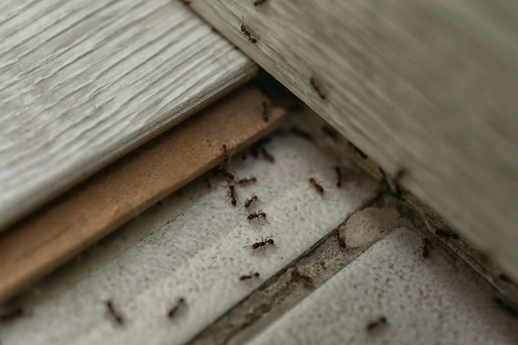Best Ways to Get Rid of Ants During Winter Prevent Pest