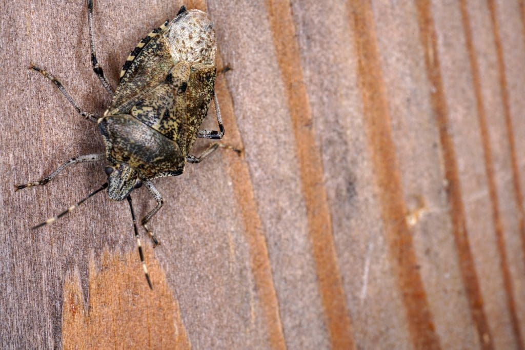 Where Do Stink Bugs Come From? Prevent Pest Control
