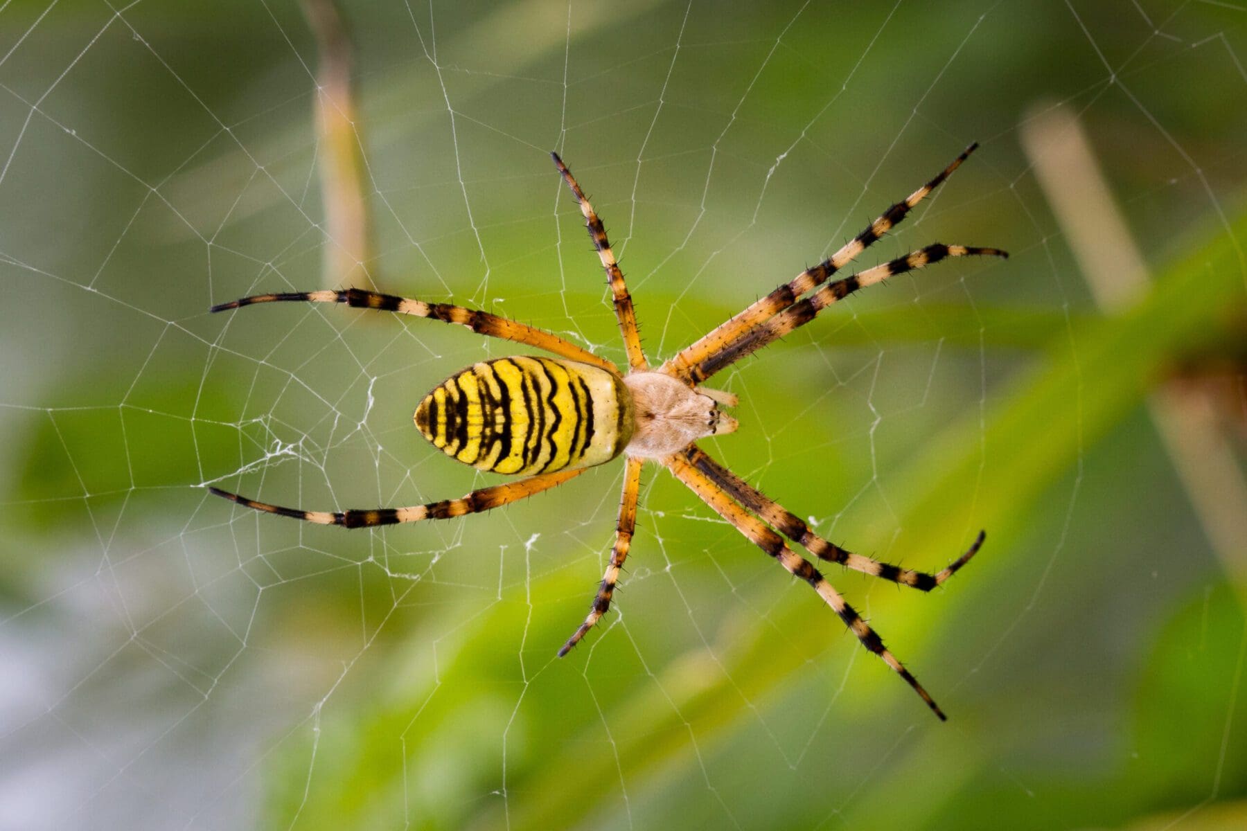 Different Types of Spiders in Ohio Prevent Pest Control