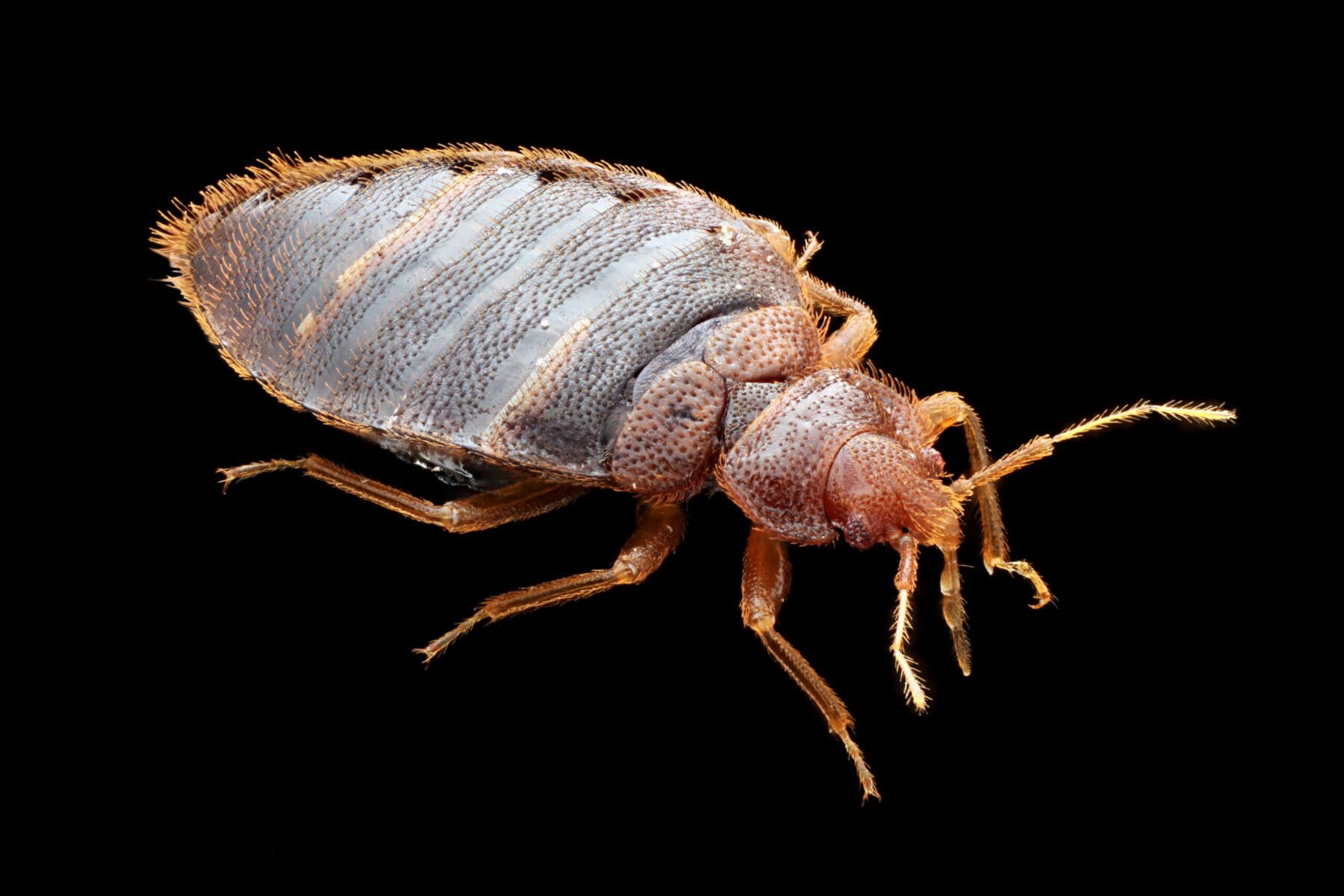 5 Most Common Pest Bugs in Ohio Prevent Pest Control