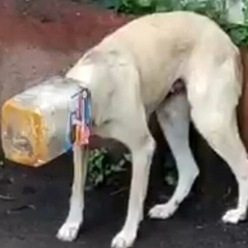 Prevent Pet Suffocation Know the risks of pet suffocation.