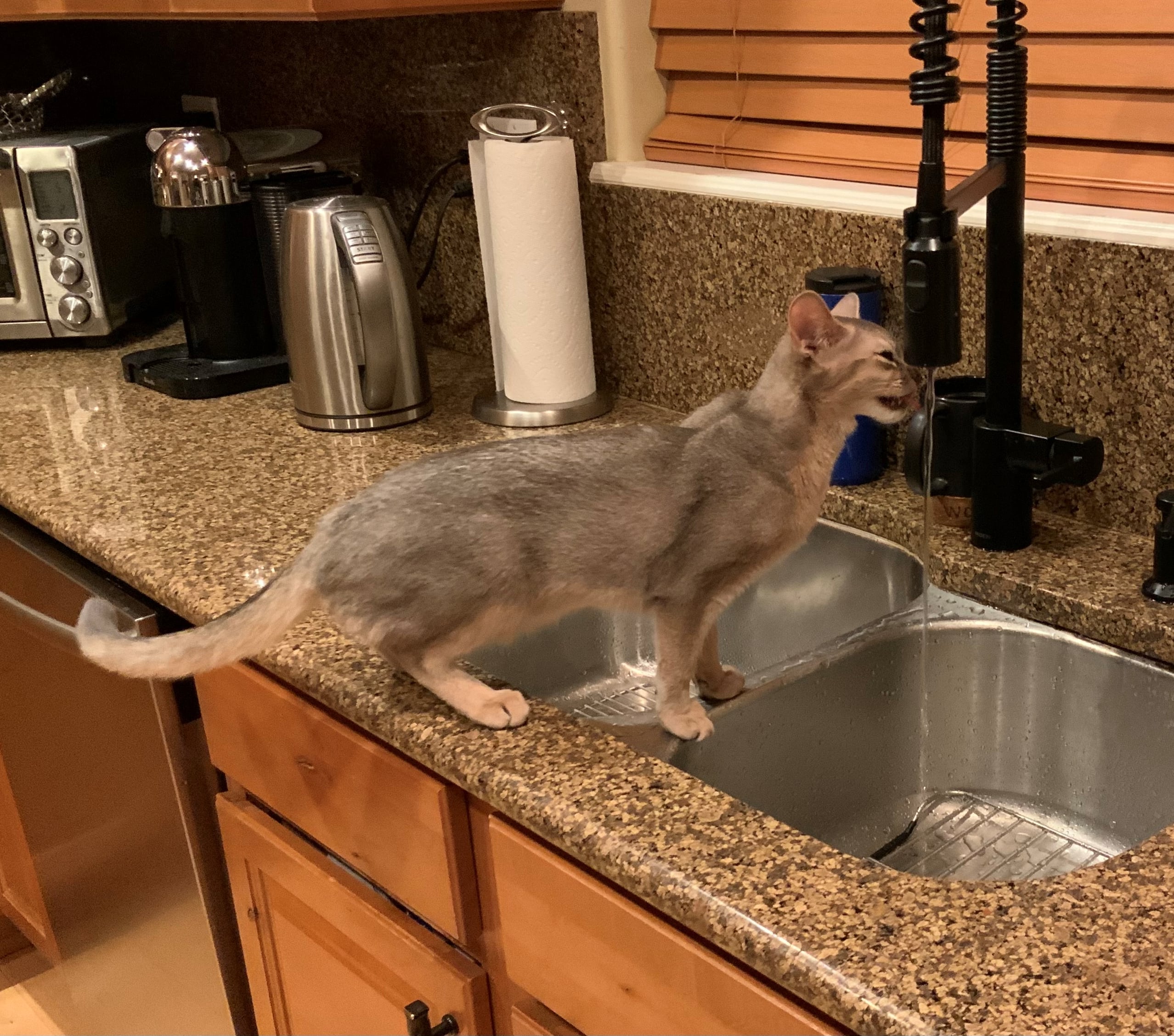 Protect Your Cats From Pet Suffocation! Prevent Pet Suffocation