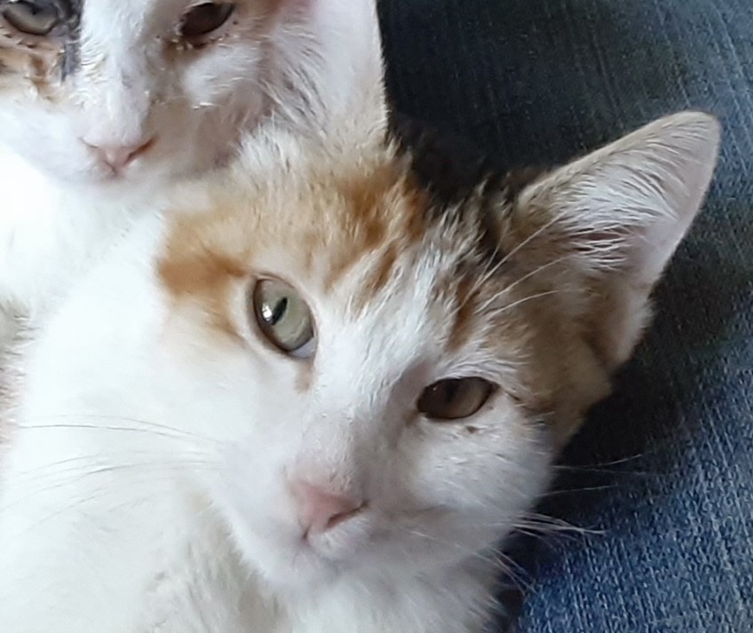 Containers can be Deadly for Cats, too! Prevent Pet Suffocation