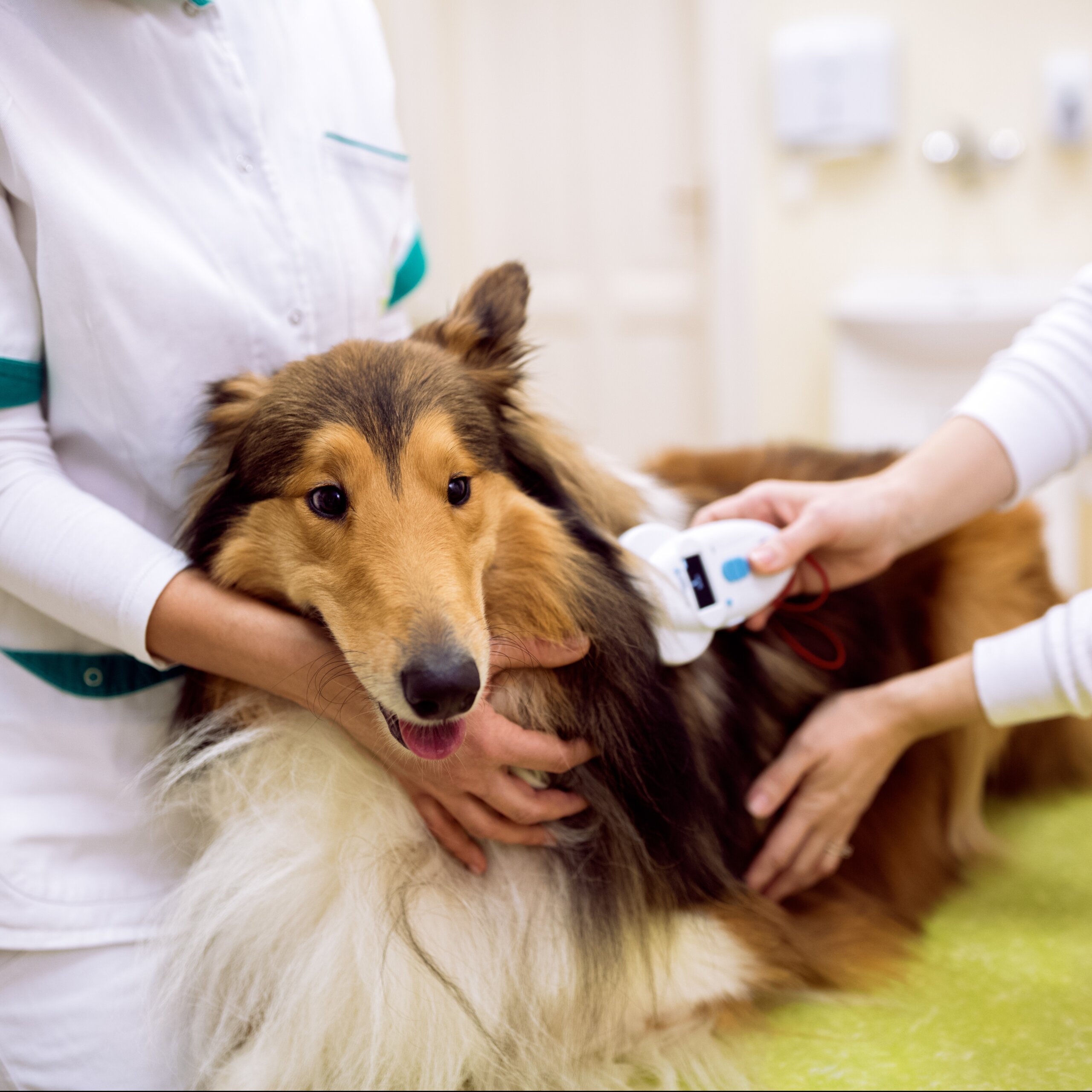 It's National Check the Chip Day! Prevent Pet Suffocation