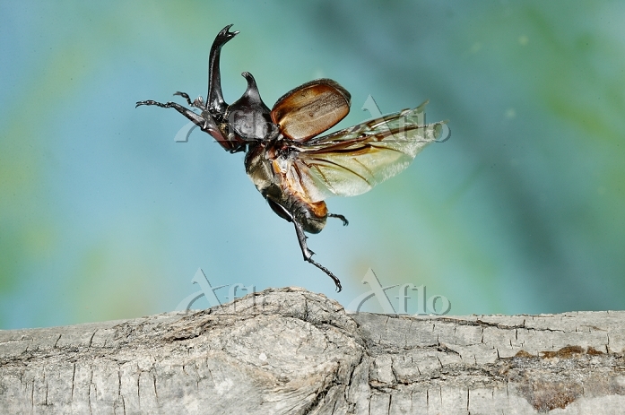 シュウキ・カトウ氏の「飛ぶカブトムシ」、挫折を経て生還（？）を果たす／"Flying Kabutomushi (Beetle)" Designed By Shuki Kato｜まさにぃ｜Note カブトムシ 飛び立つ [23579208] | 写真素材・ストックフォトのアフロ