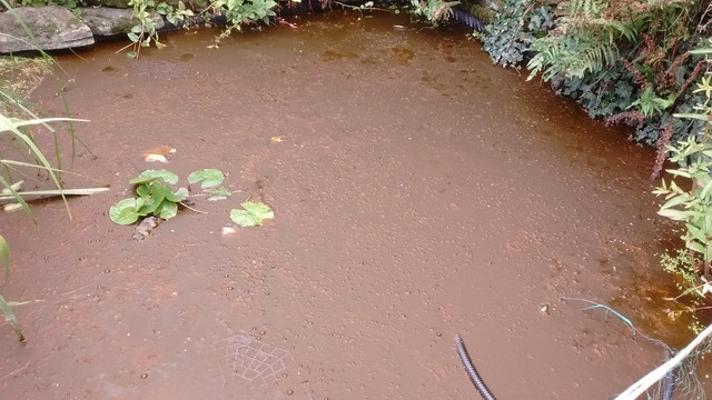 Brown oily scum New to Ponds and Fishkeeping? Forum Pond Life