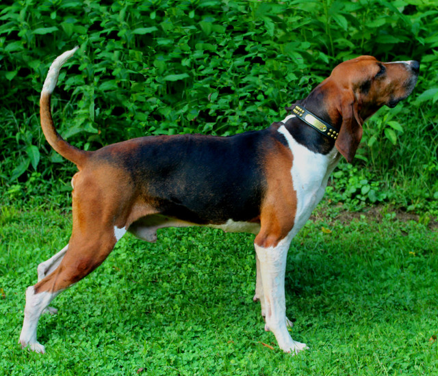 Little Big Horn Kennel atelieryuwa.ciao.jp