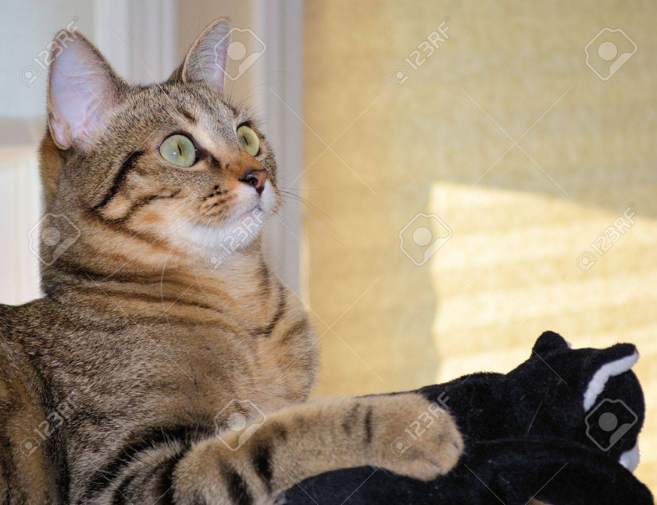 Gato Doméstico De Pelo Corto Con El Gatito Juguete Fotos, Retratos, Imágenes Y Fotografía De Archivo Libres De Derecho. Image 31286620.