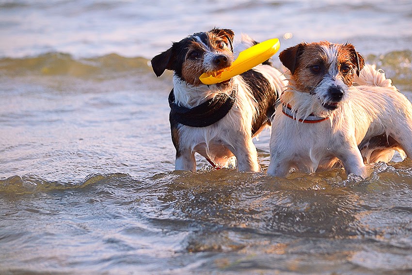 The Ultimate Pet Toy Safety Guide By Dr. Libby Guise Cape Cod Underdogs