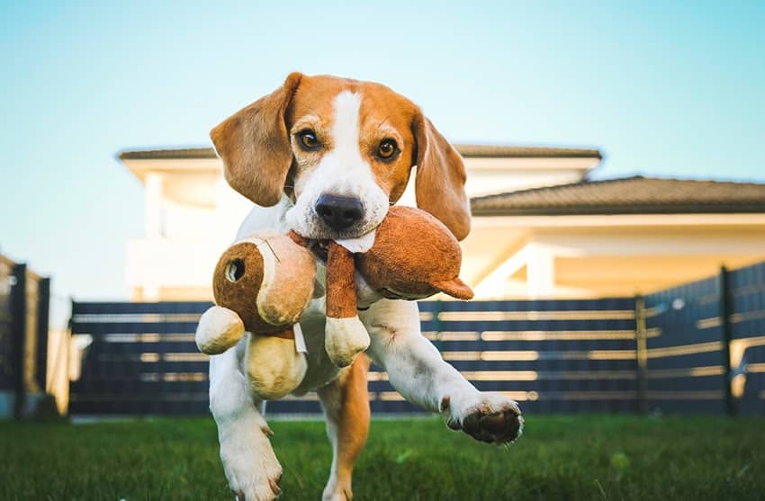 The Ultimate Pet Toy Safety Guide By Dr. Libby Guise Cape Cod Underdogs
