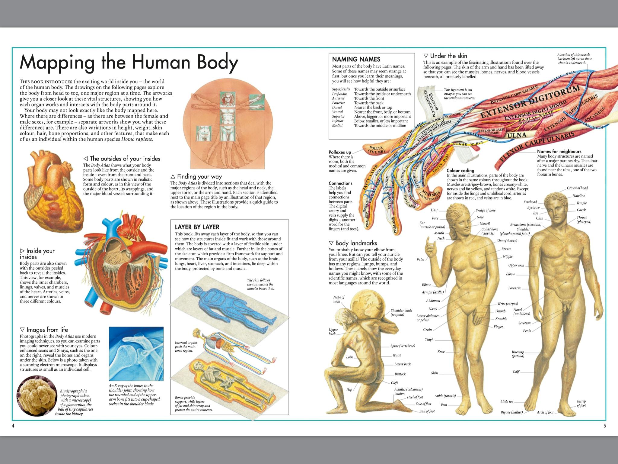 The Body Atlas by DK Penguin Books Australia