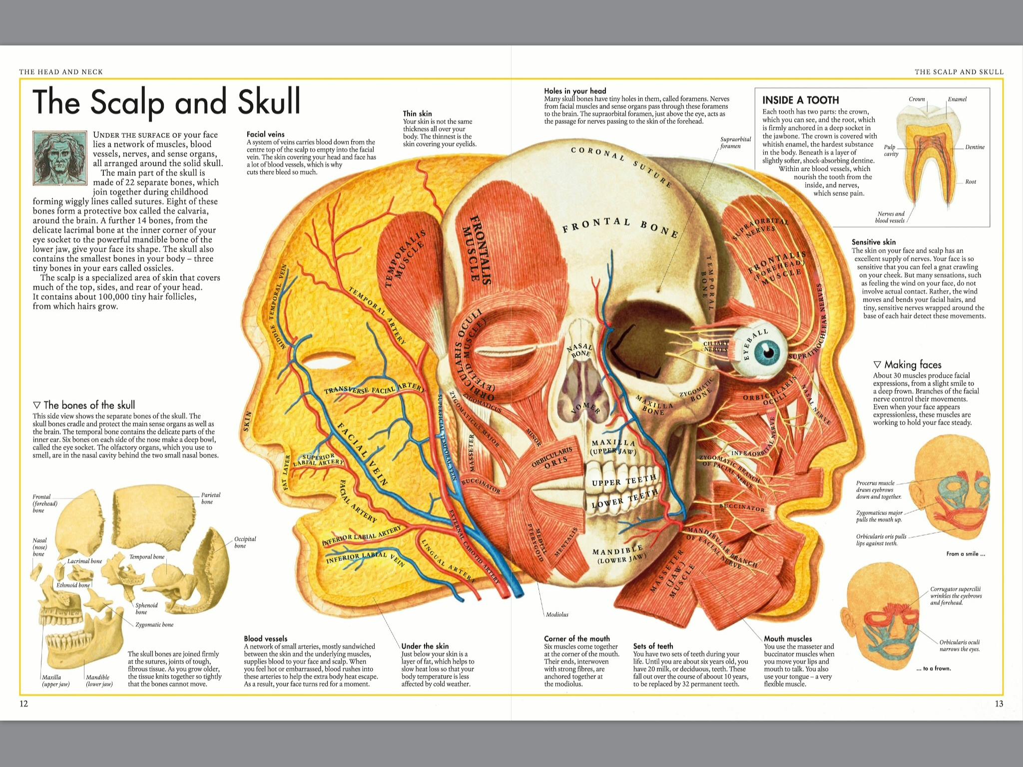 The Body Atlas by DK Penguin Books Australia