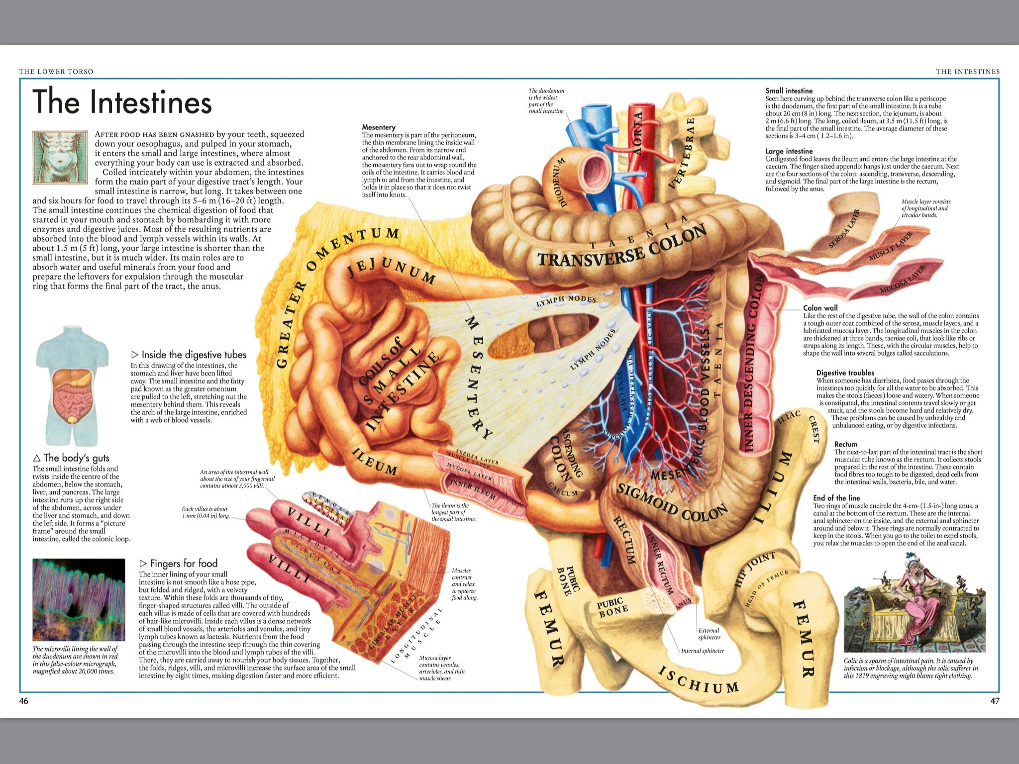 The Body Atlas by DK Penguin Books Australia