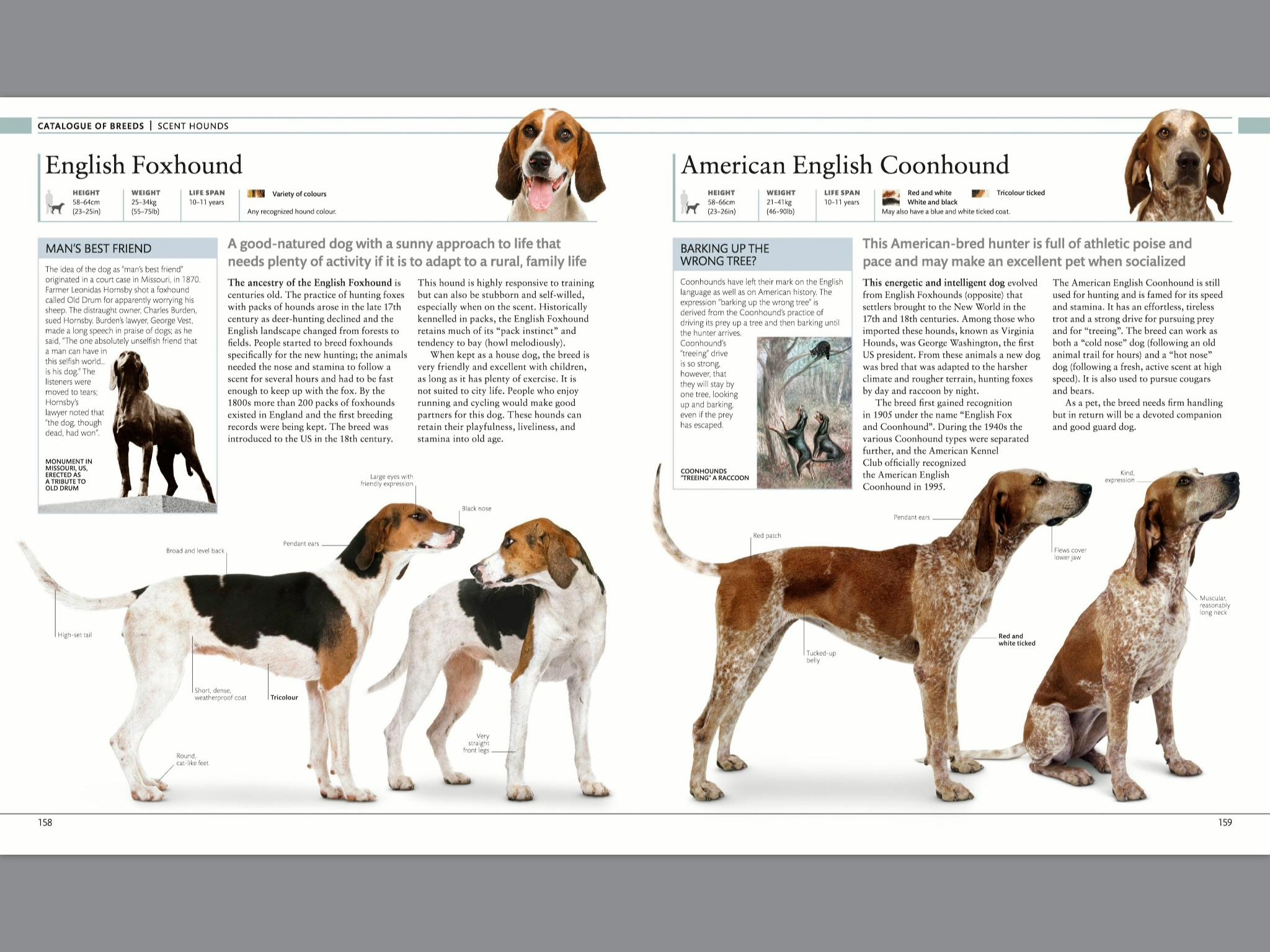 The Dog Encyclopedia by DK Penguin Books New Zealand