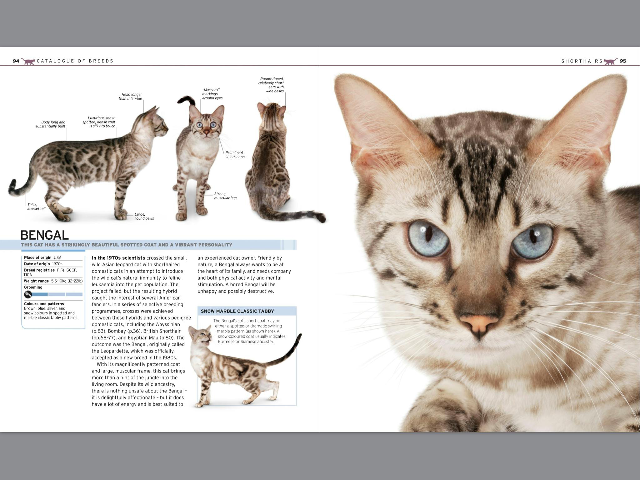 The Complete Cat Breed Book by DK Penguin Books New Zealand