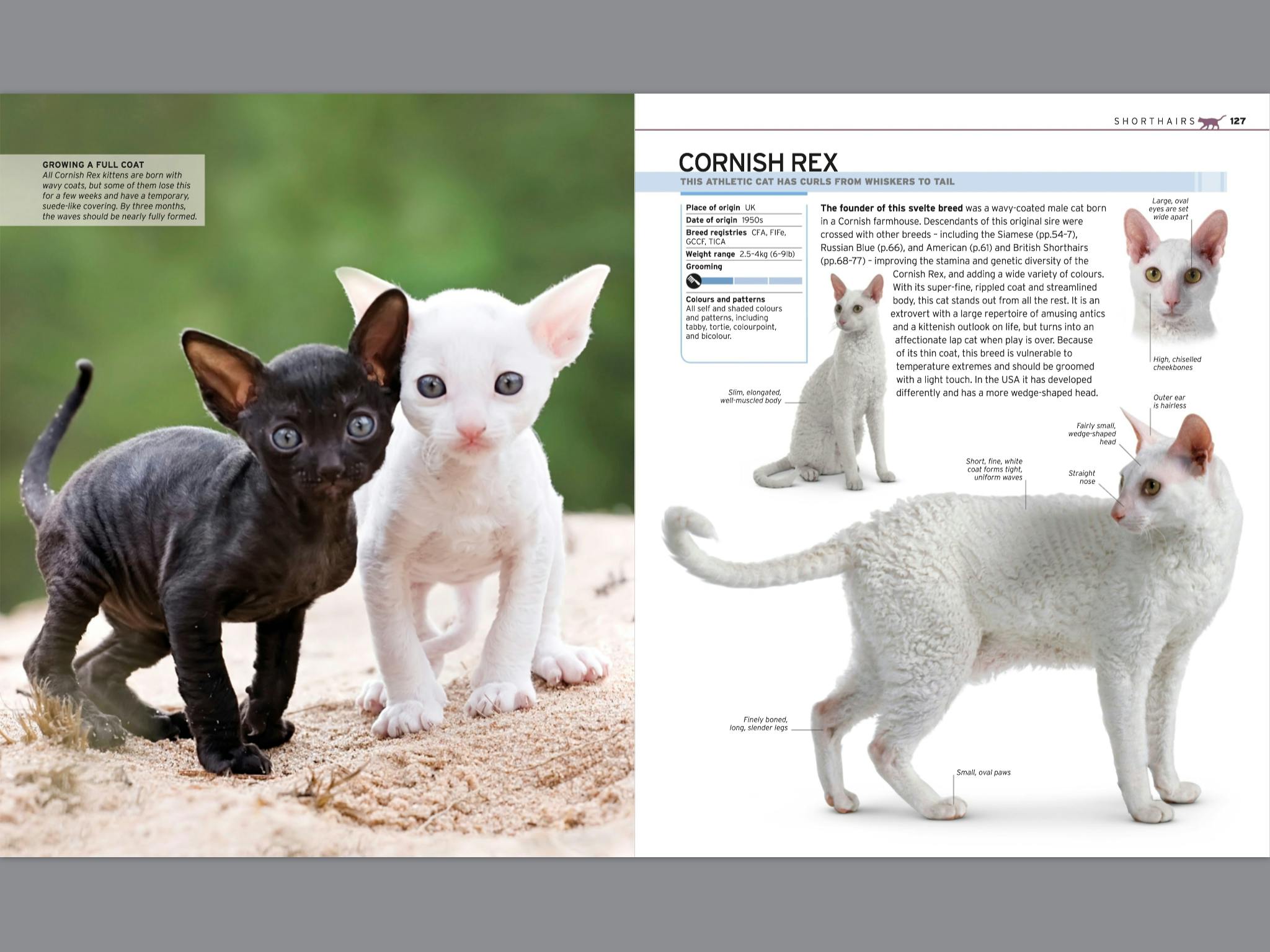 The Complete Cat Breed Book by DK Penguin Books New Zealand