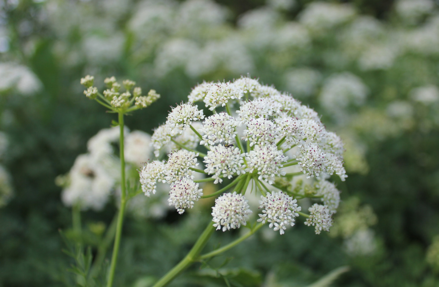 Grow Your Own Wedding Flowers Priceless Magazines