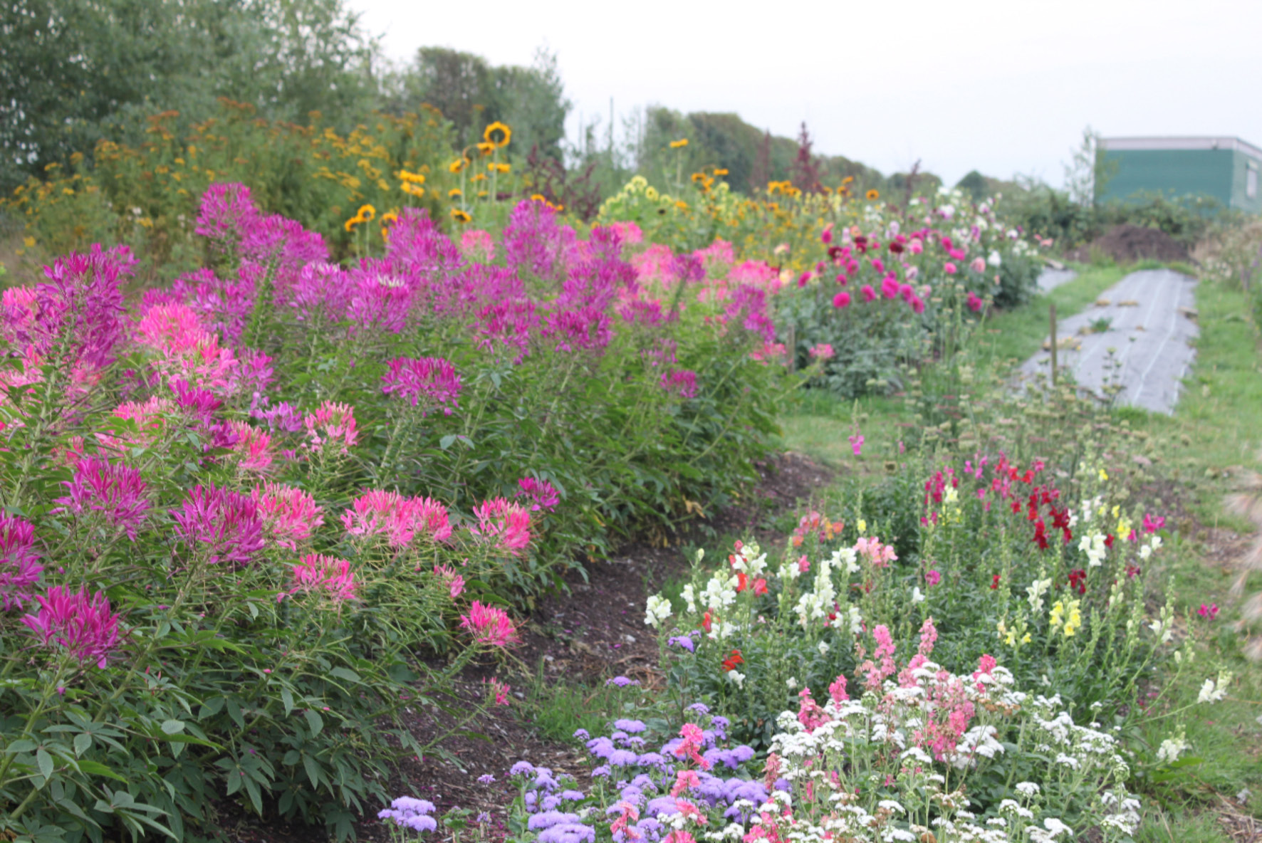 Grow Your Own Wedding Flowers Priceless Magazines