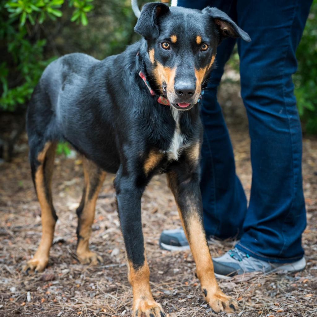 Claremont Priceless Pet Rescue