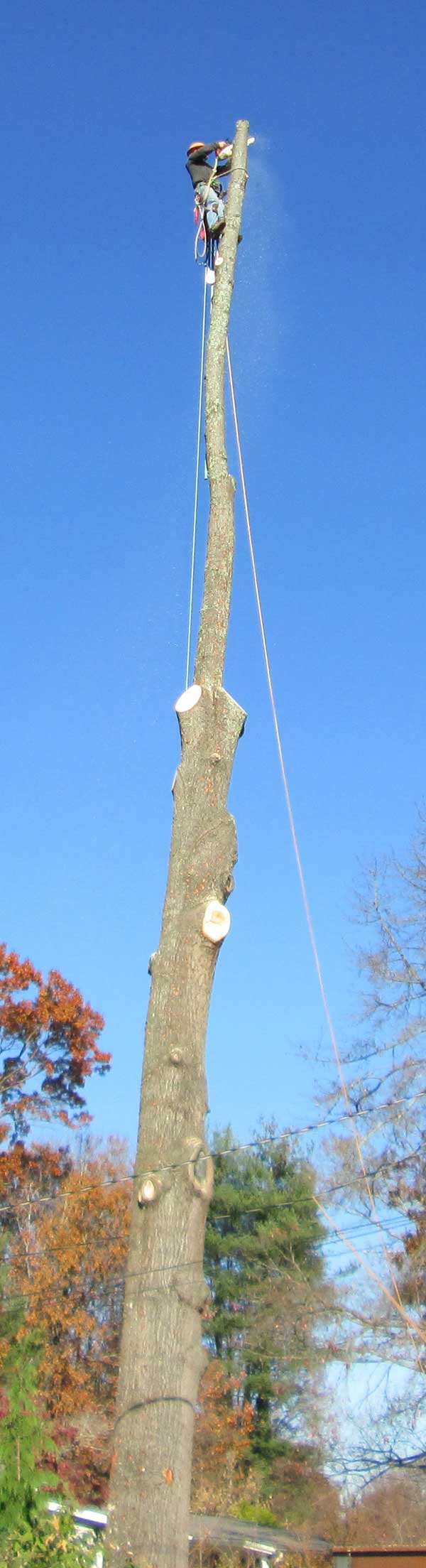 Price's Tree Service in Greene County in Northeast Tennessee