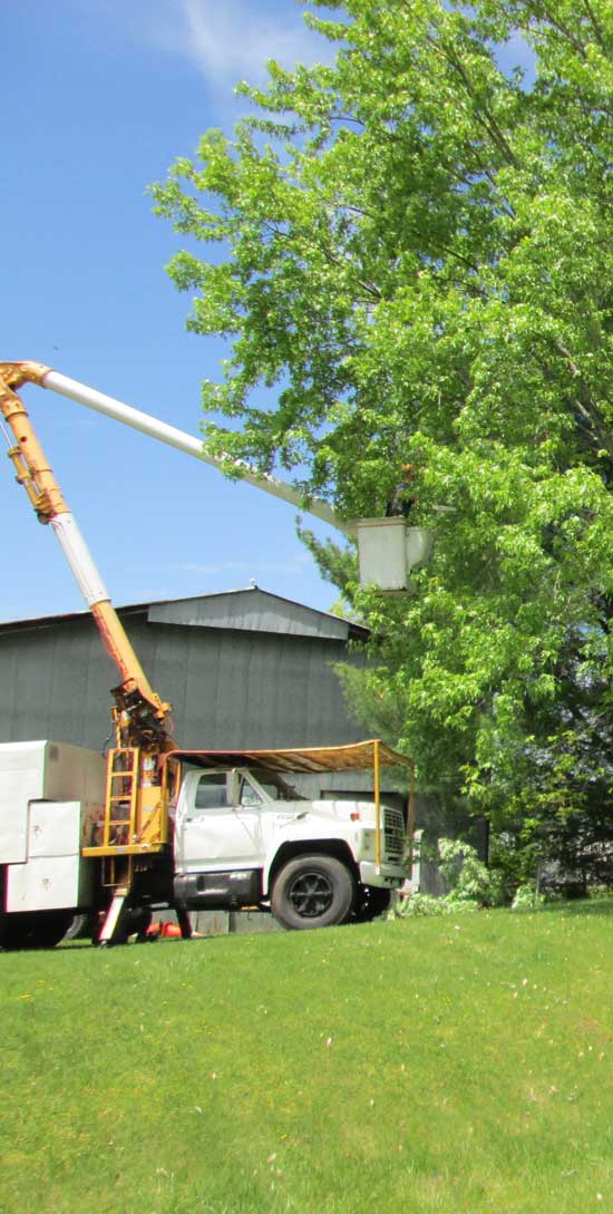 Price's Tree Service Greeneville, TN Tree Removal Stump Grinding