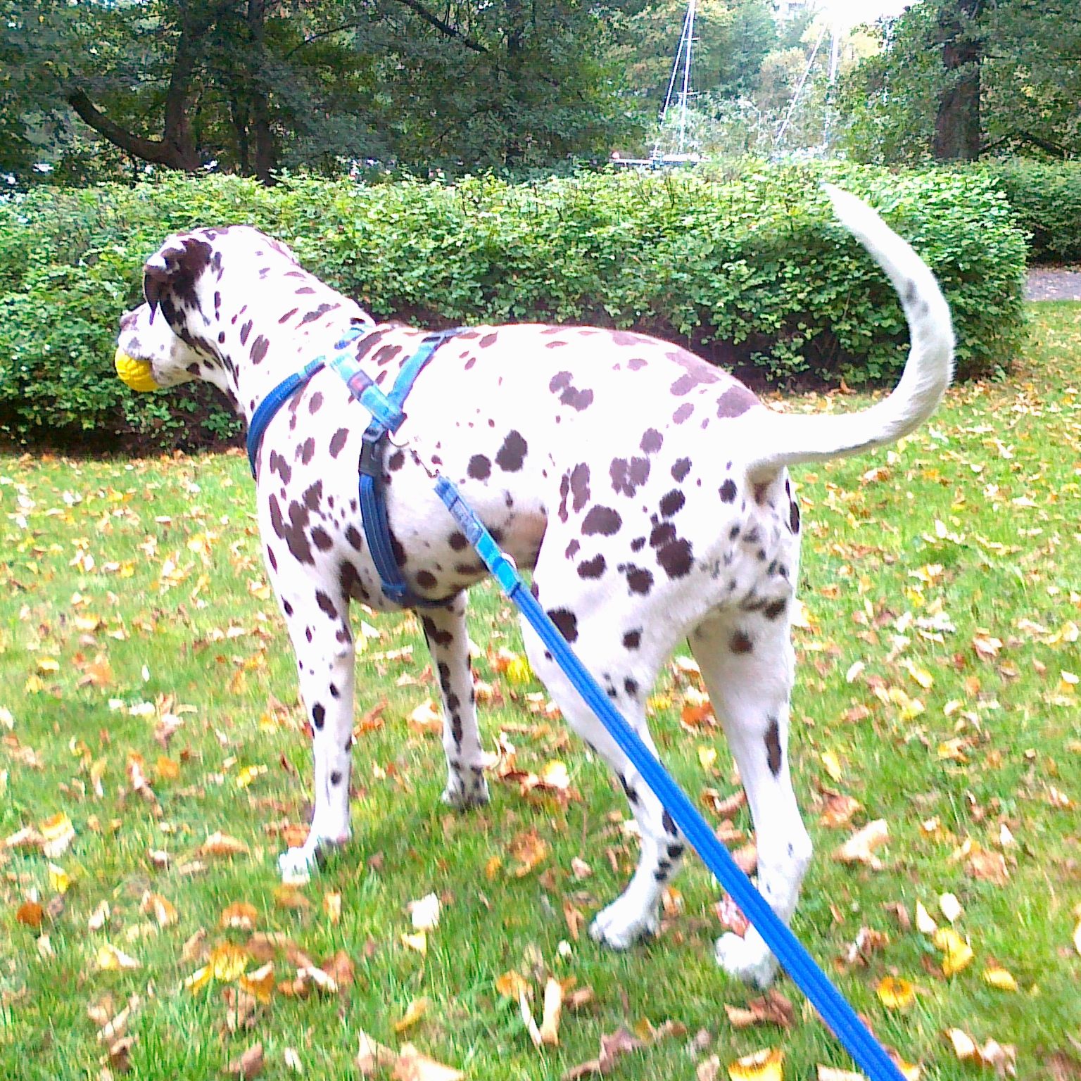 Dubbelt upp Prickiga Hunden