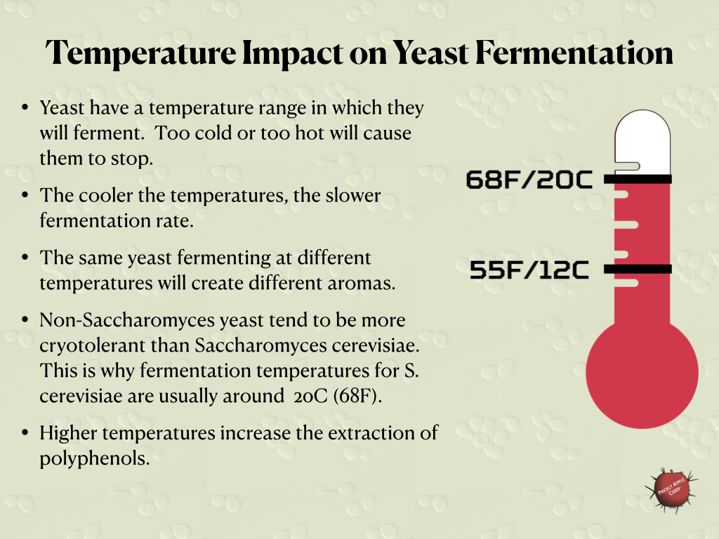 The Impact of Temperature on Yeast Fermentation
