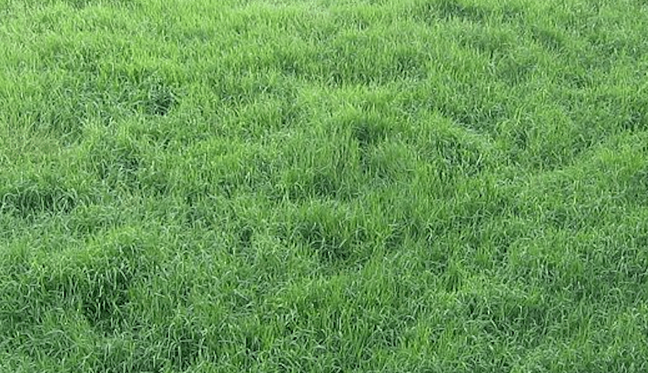 Why does my grass grow in clumps? PrideInTurf