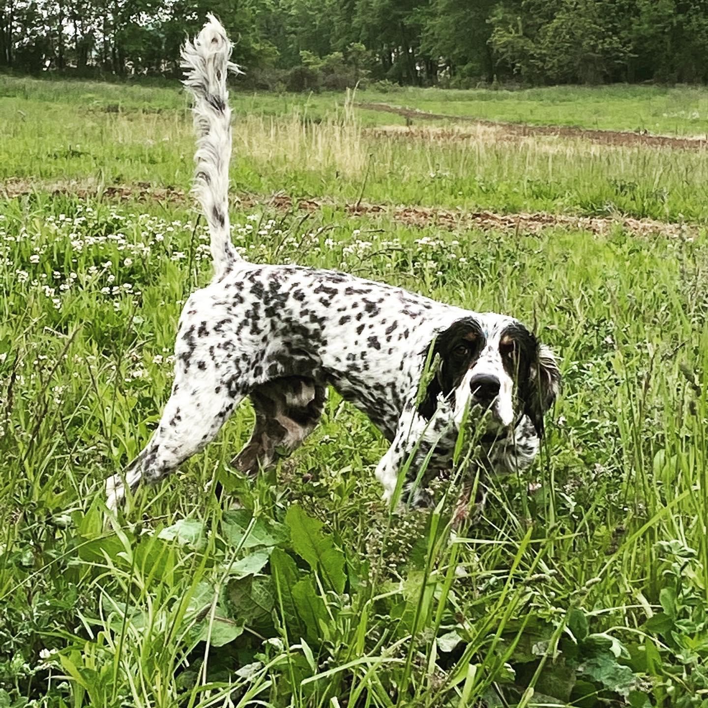 Breeder of Llewellin Setters & Gun Dog Training Pride Llewellin Kennels