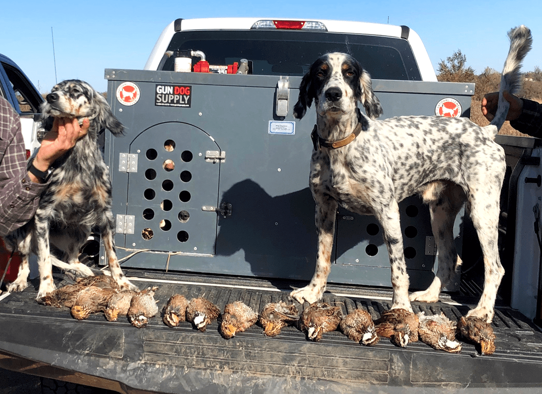 Providing 40 Years of Gun Dog Training Pride Llewellin Kennels