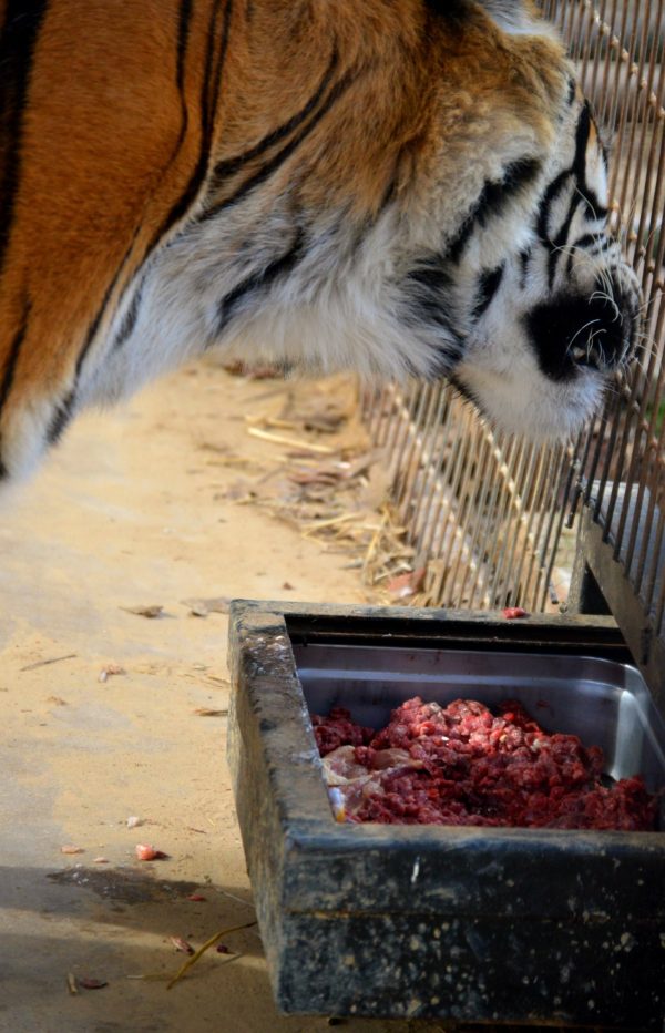 What Do Big Cats Eat? PrideRock Wildlife Refuge