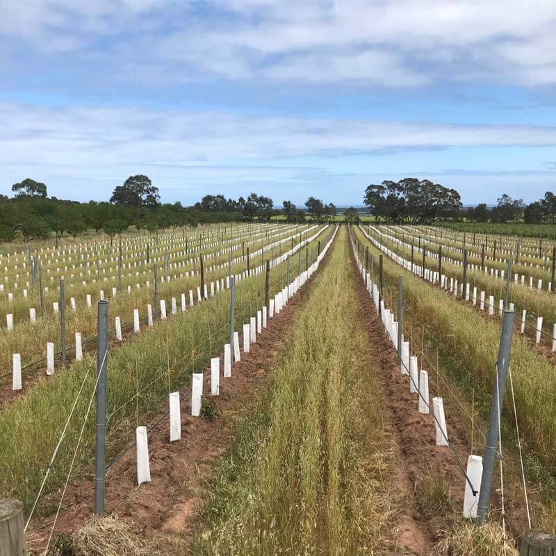Vineyard Planting for Success Pridham Viticulture