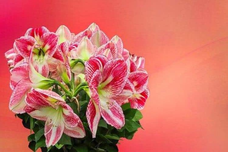 How Flowers Make Us Feel Better, According to Science Prikachi