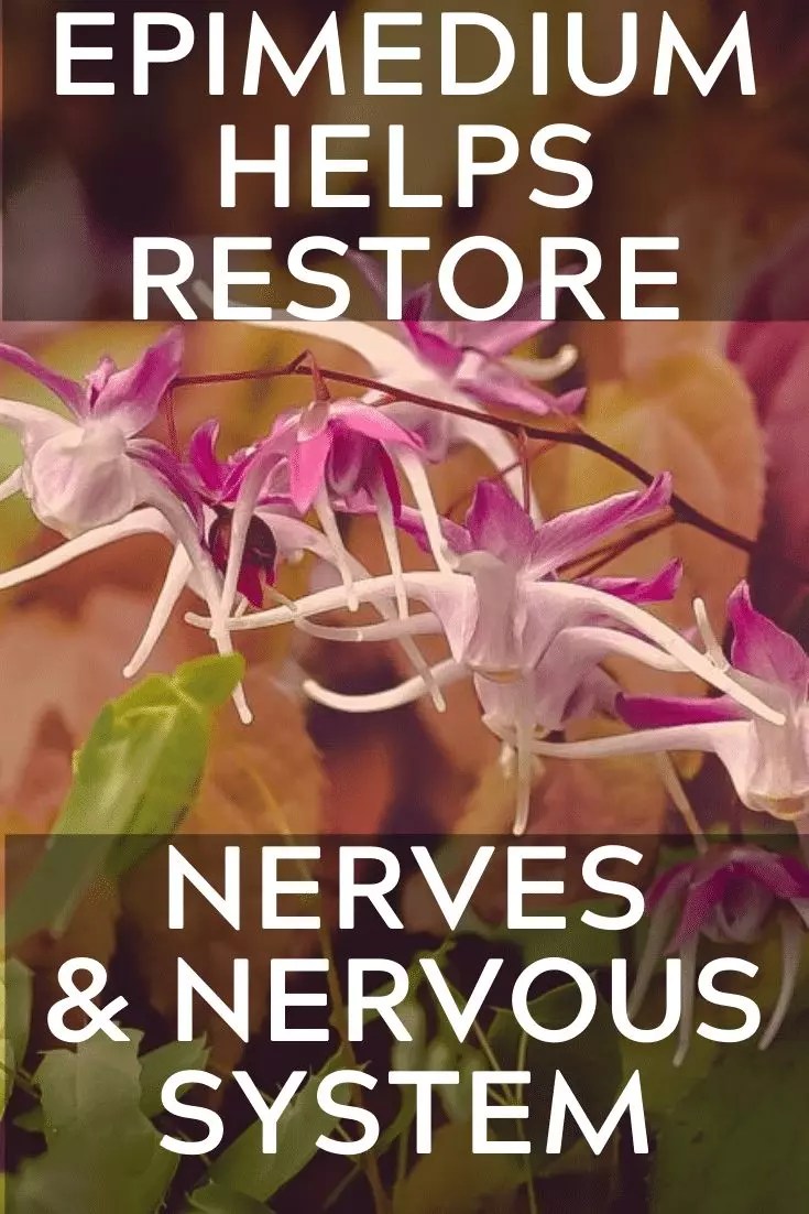 Studies Show Epimedium Helps Restore Nerves & Nervous System