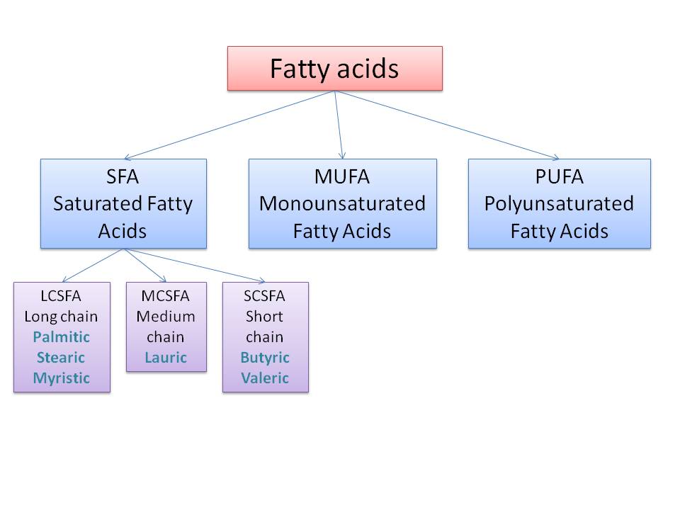 Fat, glorious fat. Part I primalmeded
