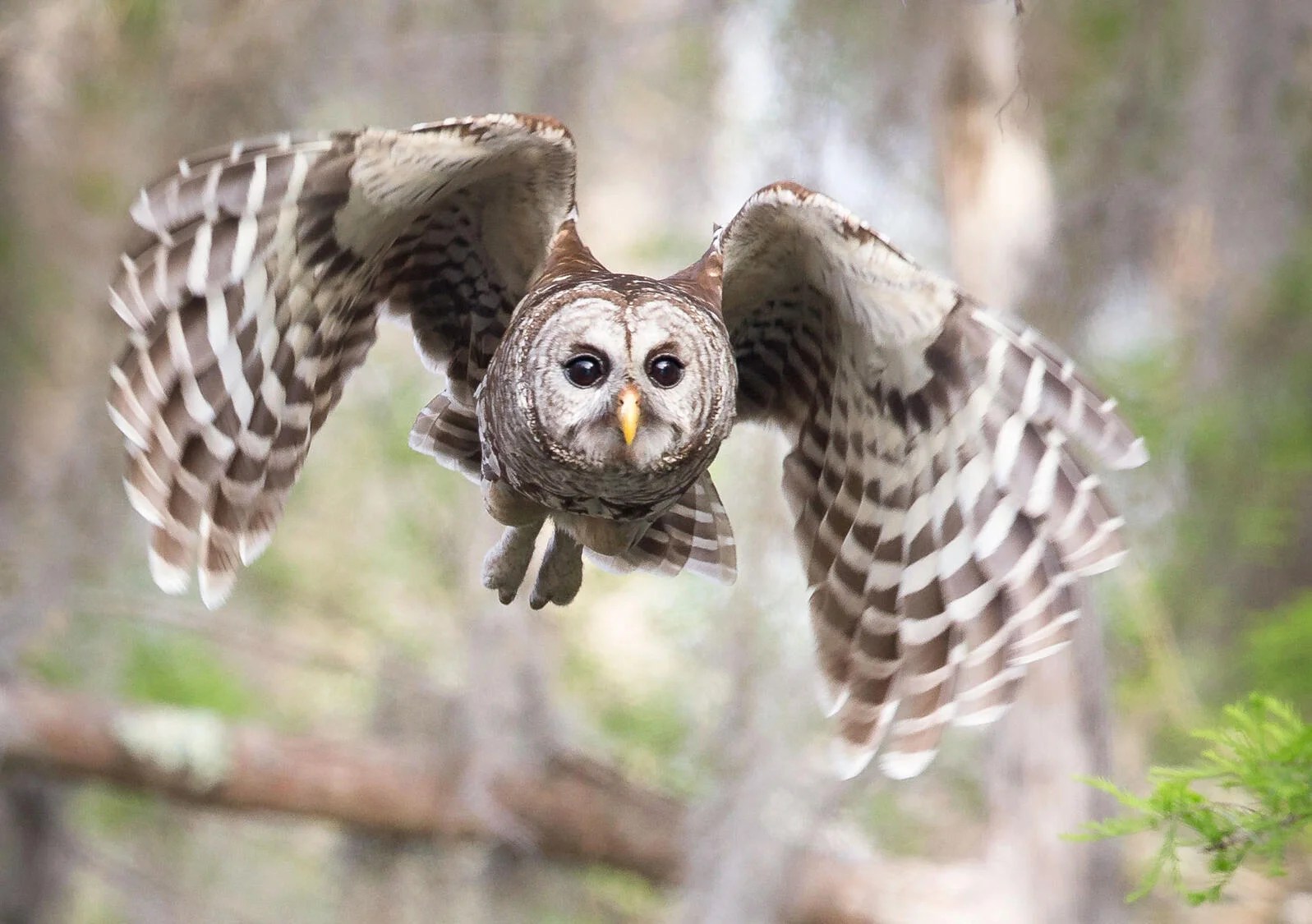 Barred Owls Primarily Possums