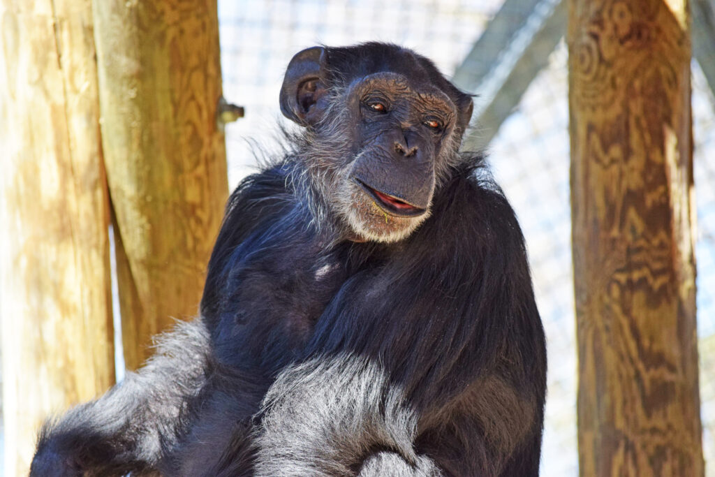 Primarily Primates