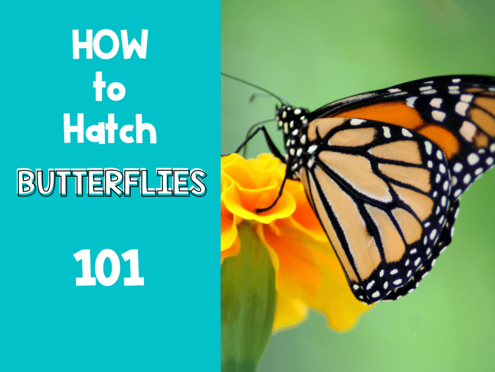 Caterpillars to Butterflies 101 Primary Flourish