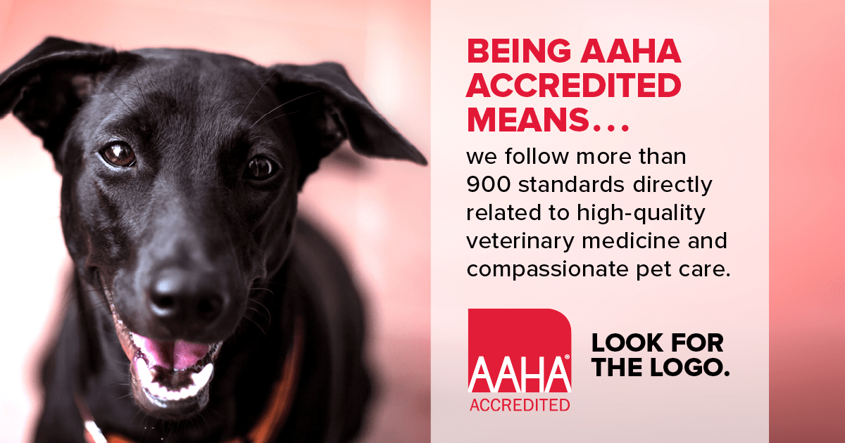 AAHA Vet in Long Beach Primary Care Animal Hospital