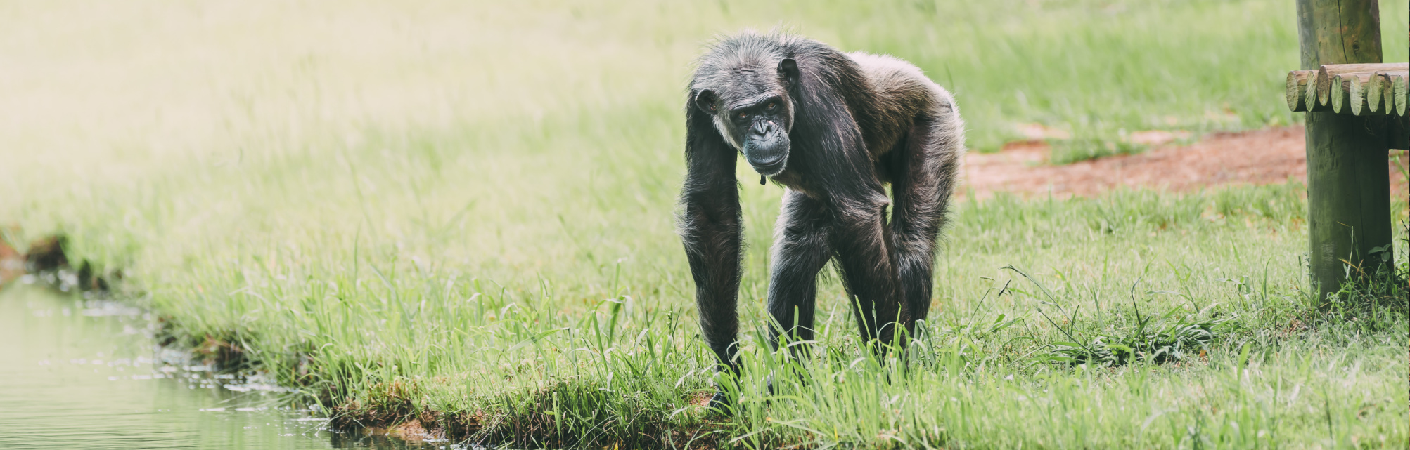 Chimp Haven Primate Sanctuaries