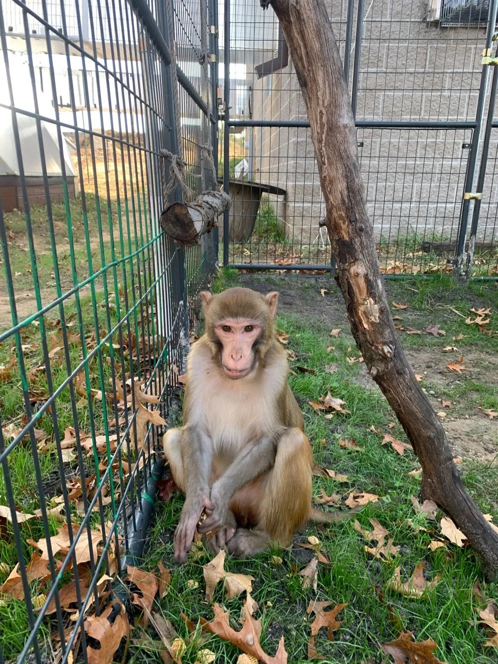 Securing Their Future Primates Incorporated