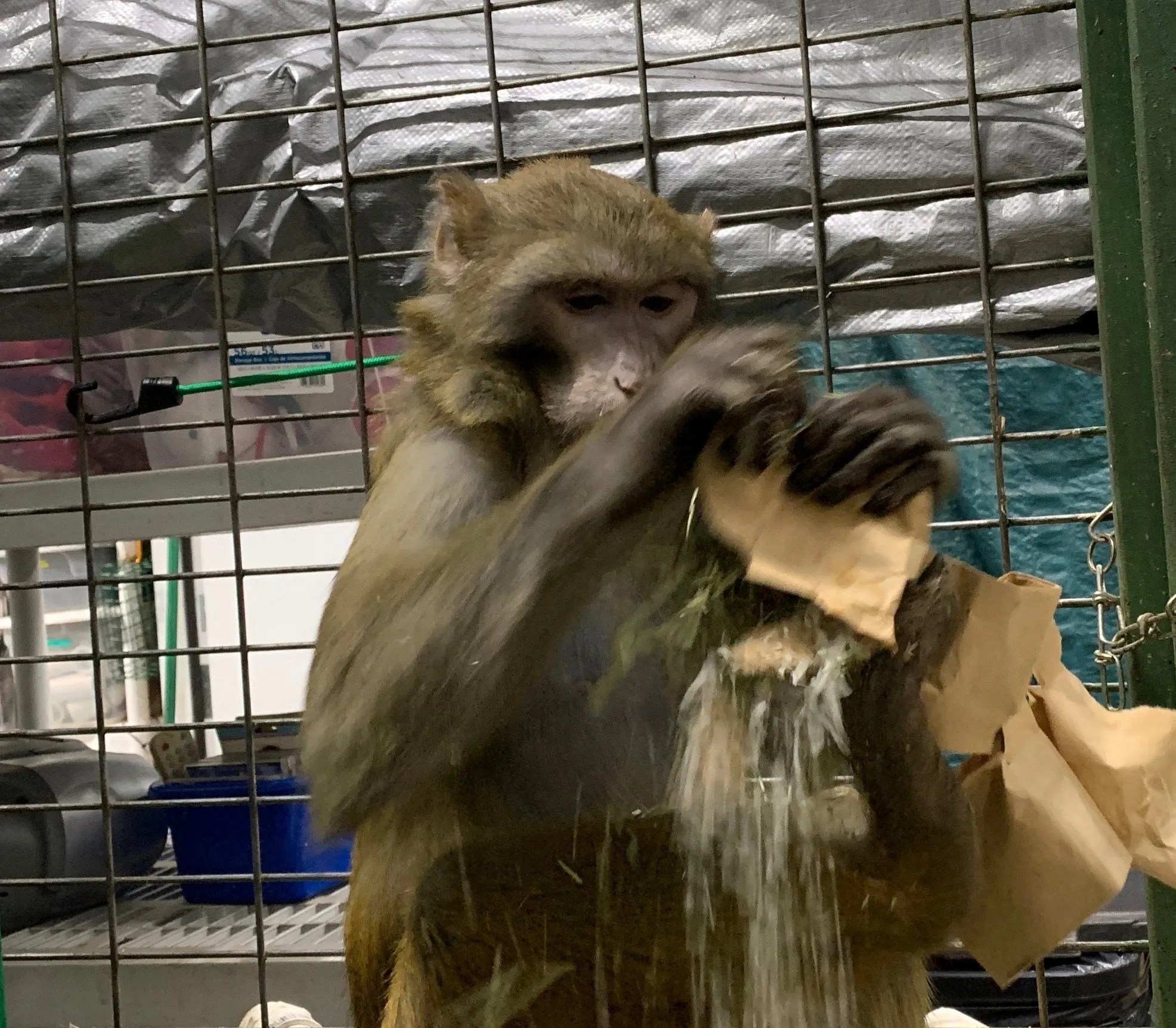 Rocky and Fargo! Primates Incorporated