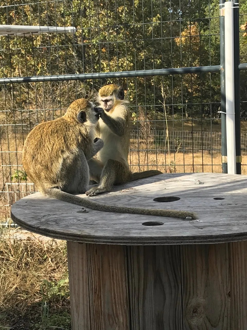 A “Tail” Tale of Life at Primates Incorporated Primates Incorporated