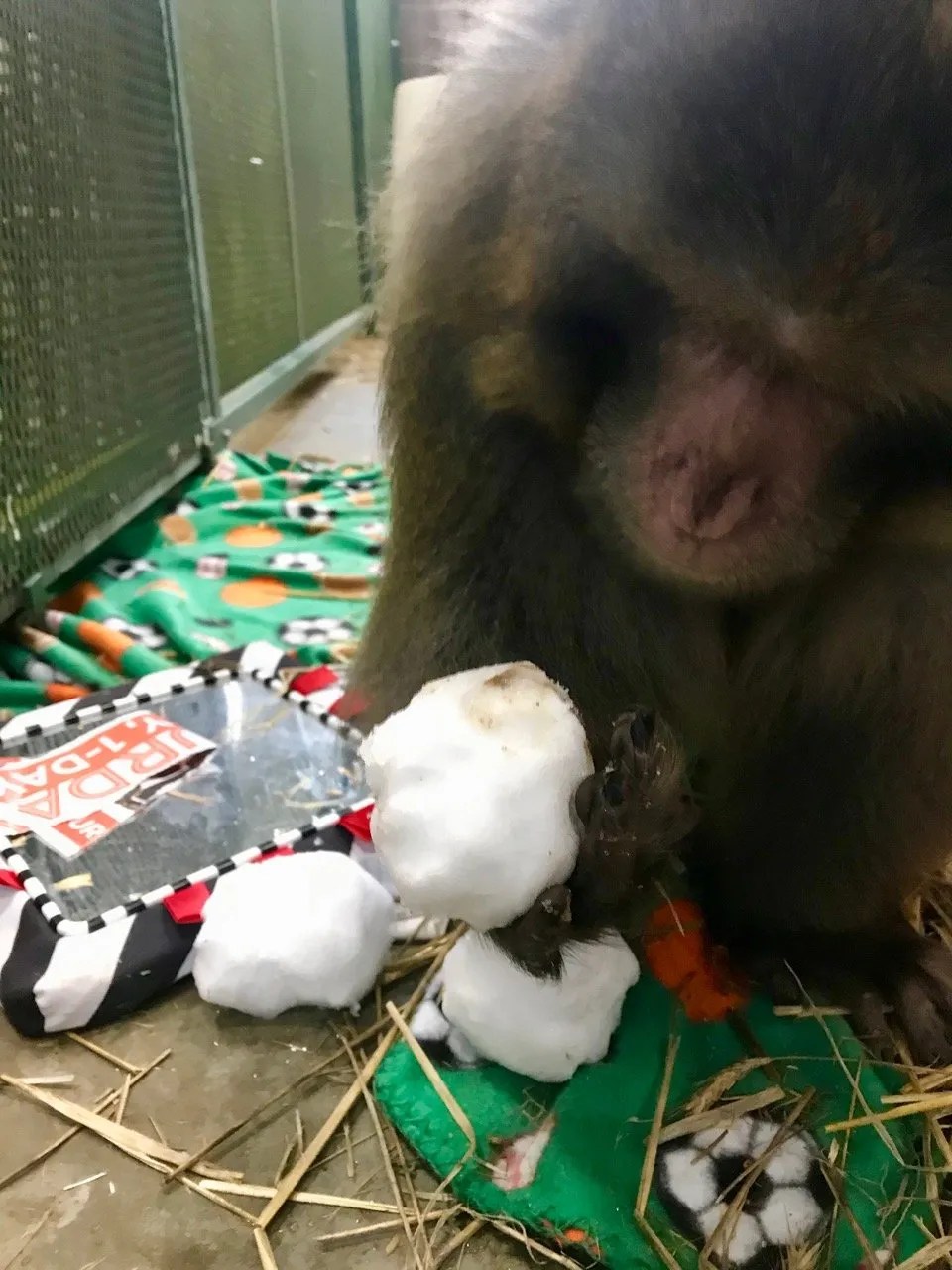 A “Tail” Tale of Life at Primates Incorporated Primates Incorporated