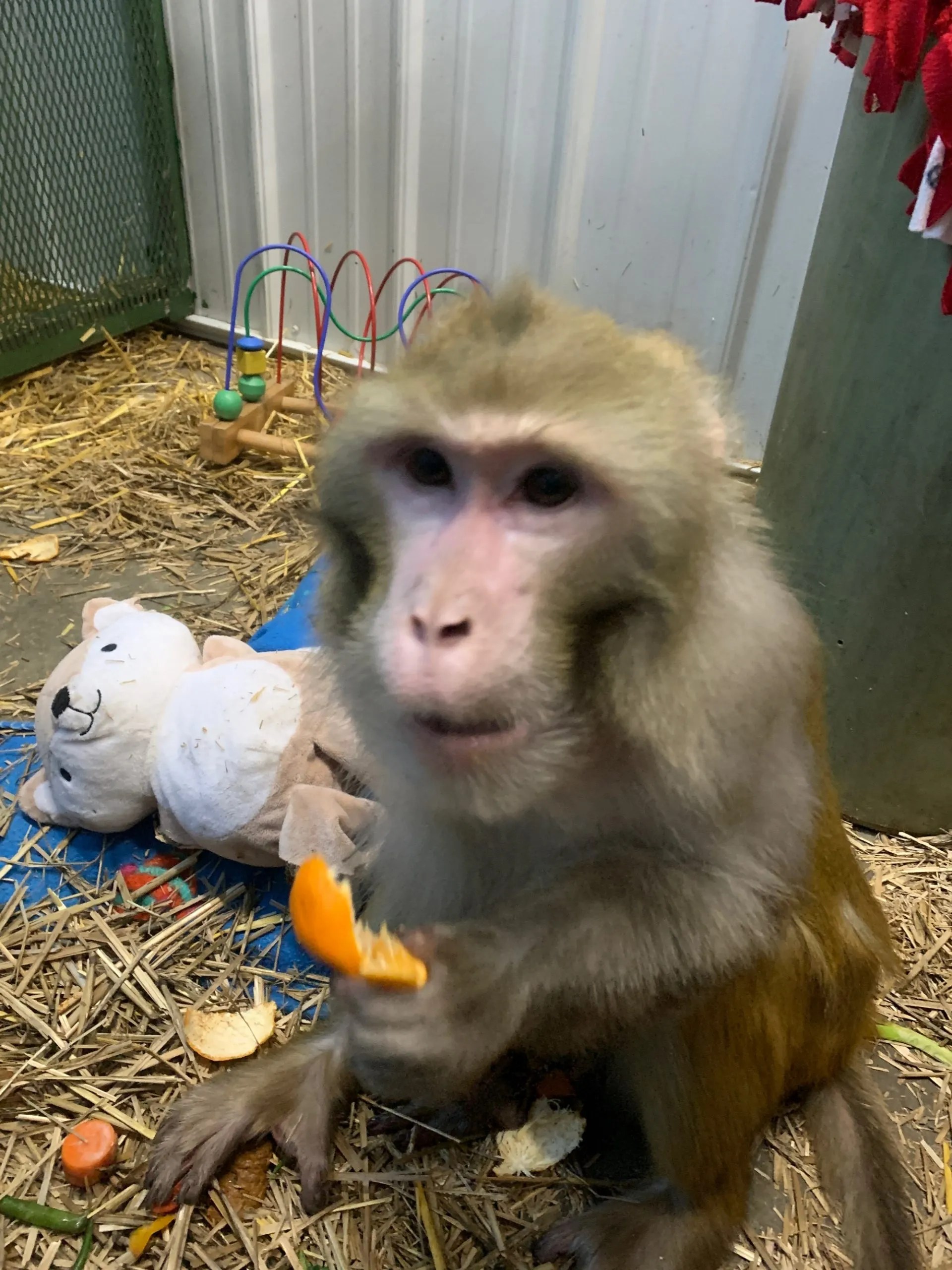 Residents Primates Incorporated