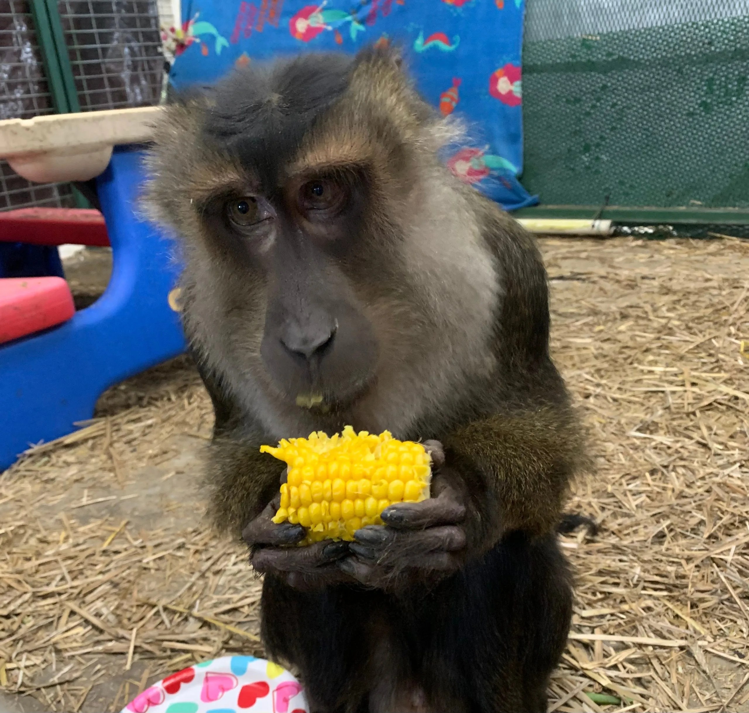 Residents Primates Incorporated