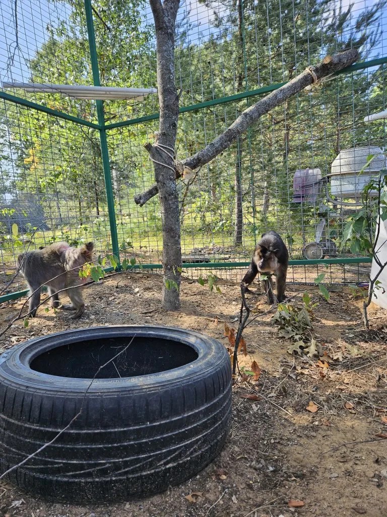 Monkey Mashup Matchup Primates Incorporated