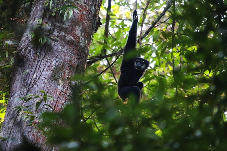 IUCN National Conservation Action Plan for Small Apes Primates Malaysia